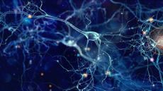 brain, neurons, nerve