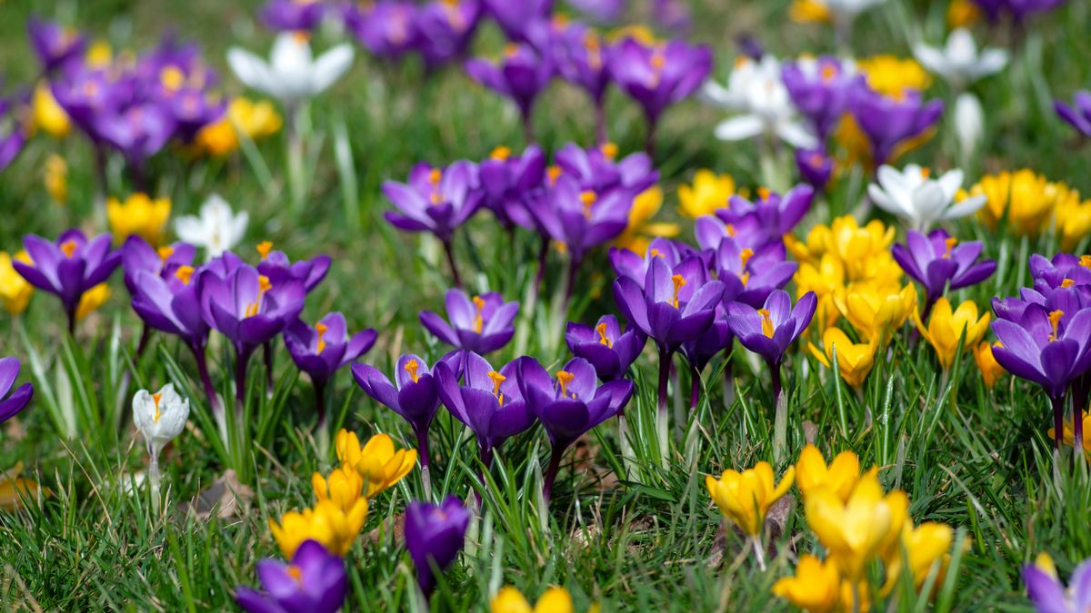 Want a Lawn Full of Crocuses Next Spring? Pros Share Their Fall Planting Tips (and Mistakes to Avoid) for a Dreamy Carpet of Color