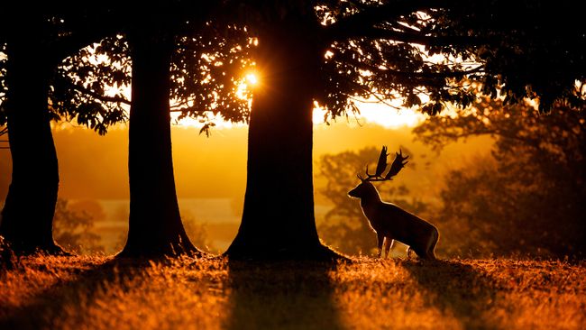 30 essential wildlife photography tips | TechRadar