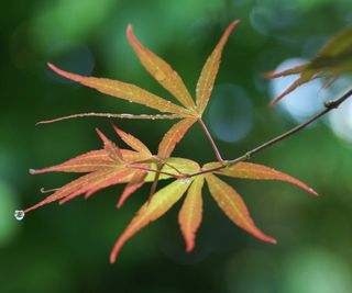 Acer palmatum 'Beni-otake'