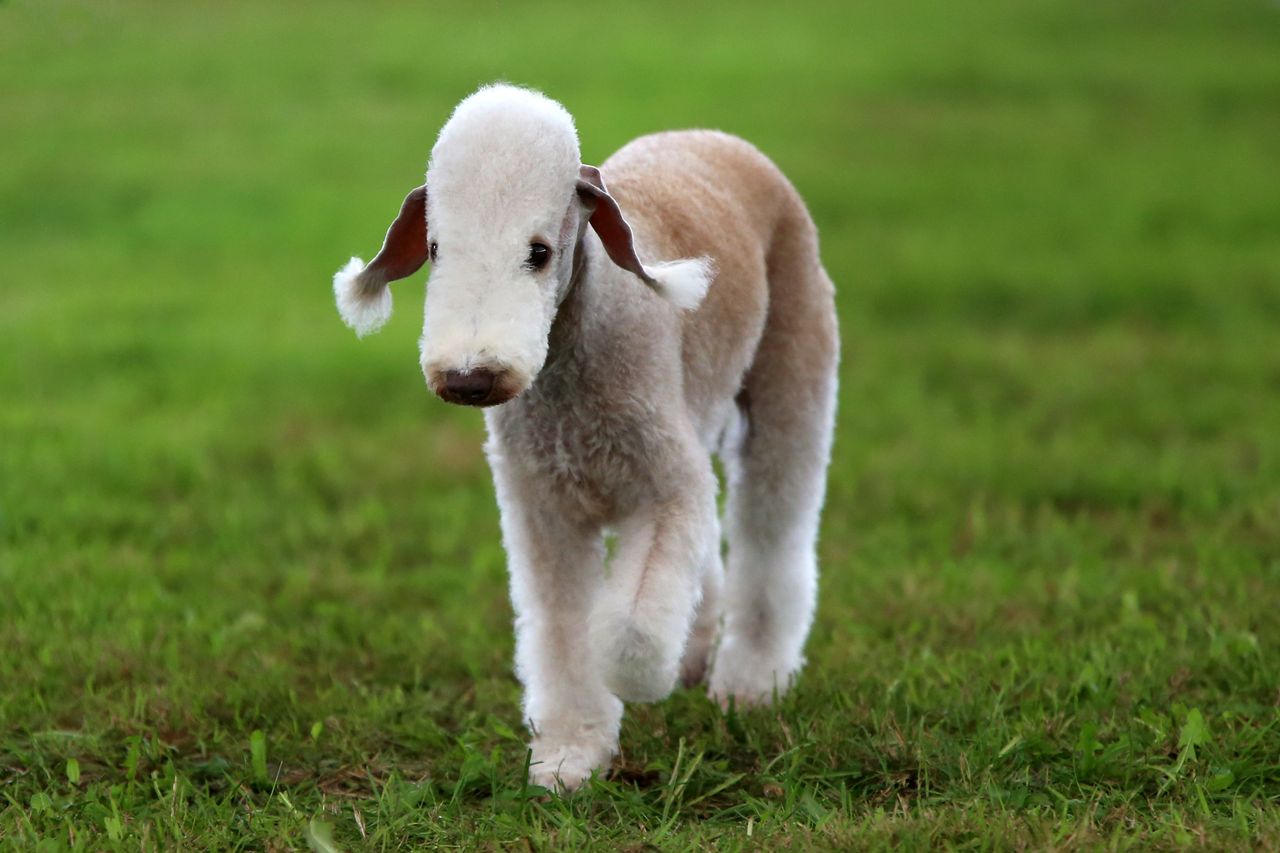 A Bedlington Terrier walks across green grass, its lamb-like coat and distinctive topknot catching the light.