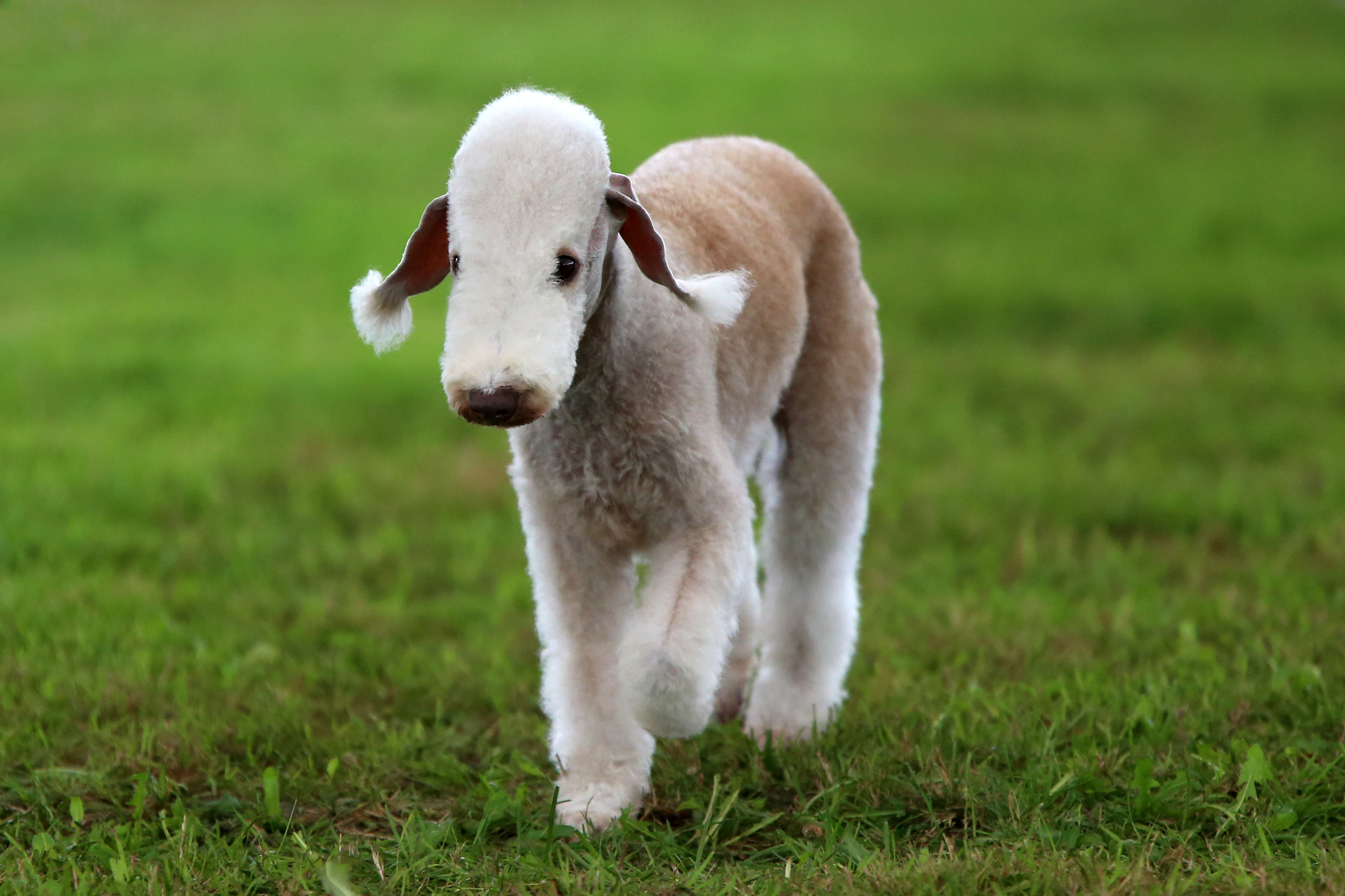A Bedlington Terrier walks across green grass, its lamb-like coat and distinctive topknot catching the light.
