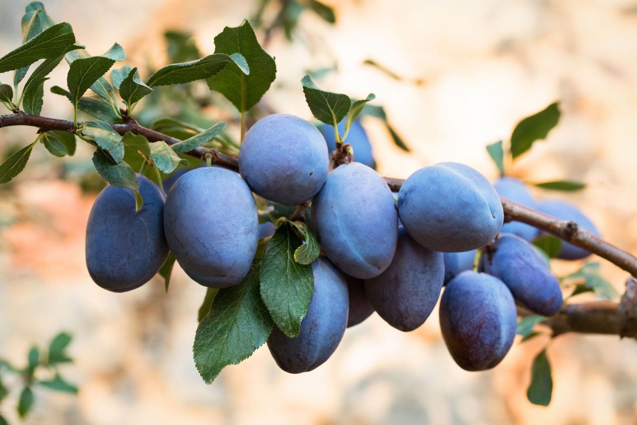 Branch Full Of Plums