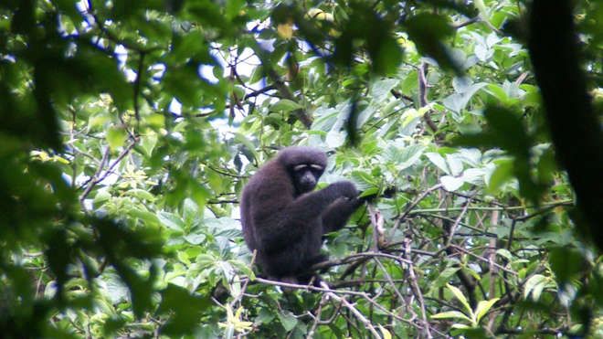 skywalker-gibbon-zsl