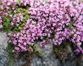 purple flowering creeping thyme in a rock garden