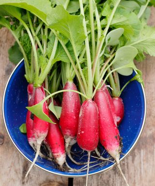 Freshly picked home grown bunch of radish with edible leaves in a blue bowl