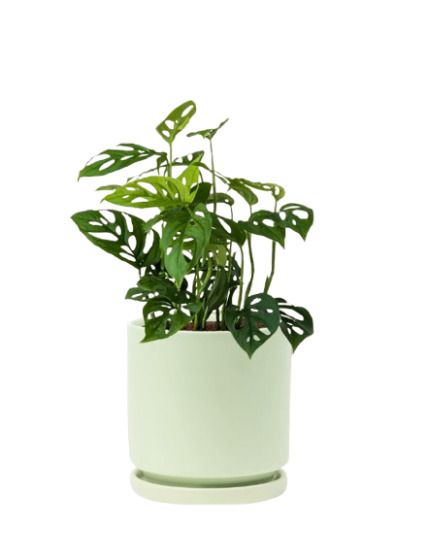 Monstera Esqueleto