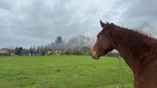 A horses watches the smoke from the fire at Parallax Equestrian