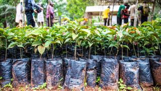 Ebony saplings are ready for planting. Taylor’s Ebony Project has already put about 5,000 trees in the ground