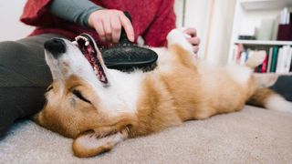 dog being brushed