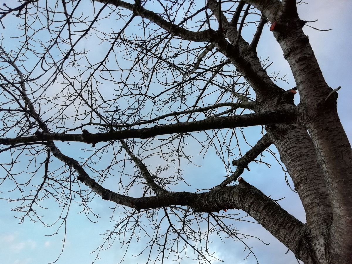 This shot would look better with raised mid-tones. The P Smart seems to have avoided this to make the sky look bluer, but the whole scene would look more realistic with this tweak.