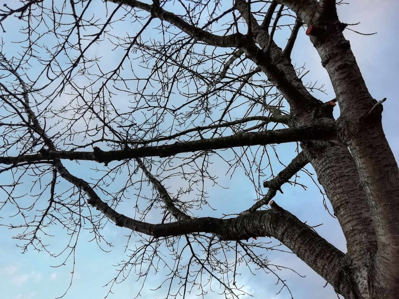 This shot would look better with raised mid-tones. The P Smart seems to have avoided this to make the sky look bluer, but the whole scene would look more realistic with this tweak.