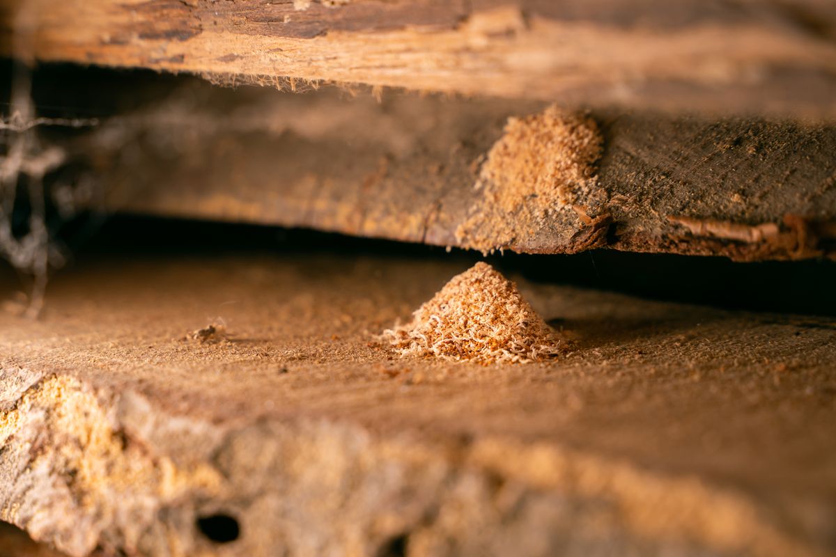 How to treat woodworm and get rid of it for good Homebuilding