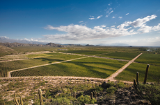 Visiting argentina, Wines of argentina