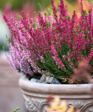pot planted up with pink heather plant