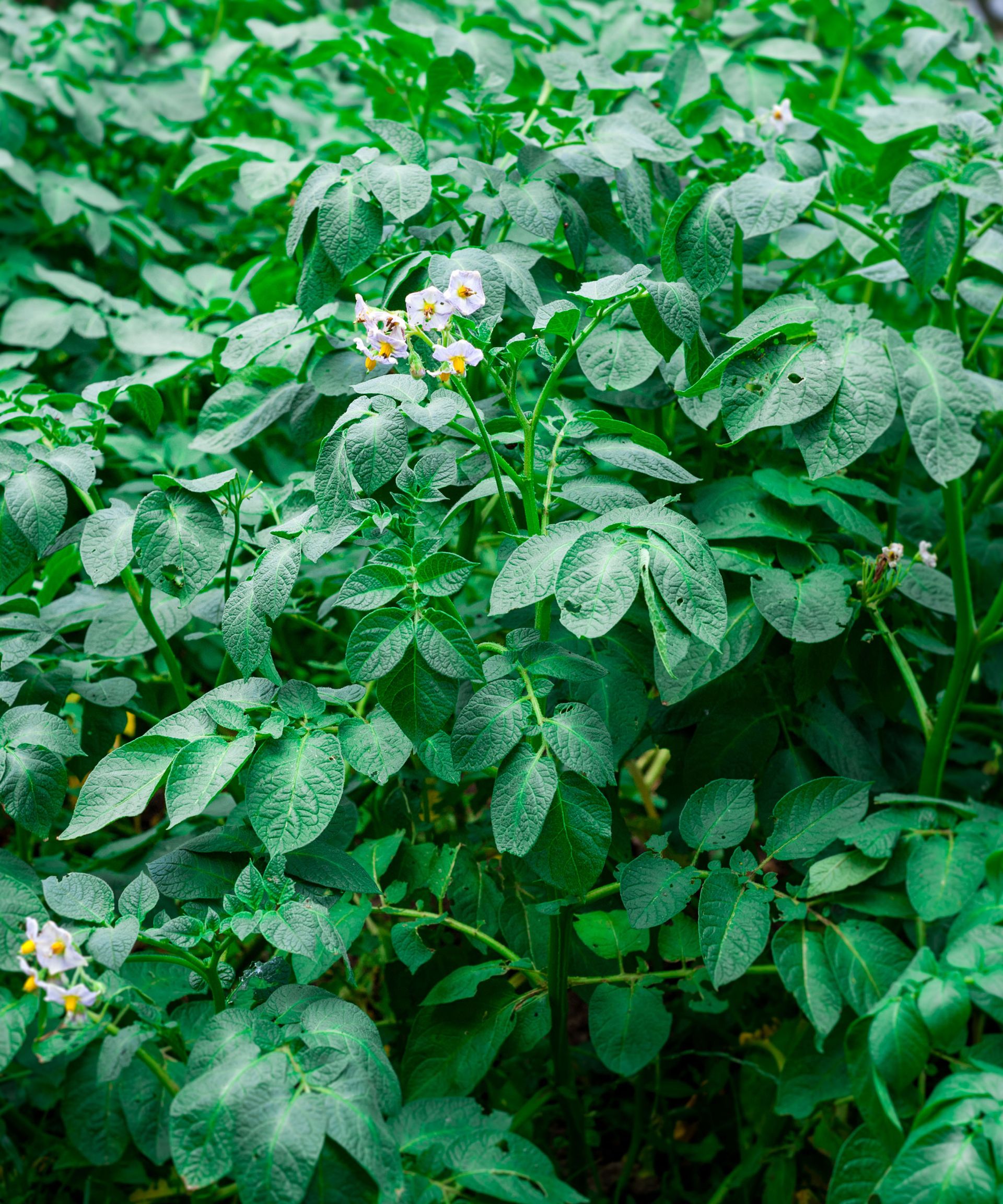 cowpea plants with white flowers