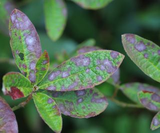 Leaves with brown spots