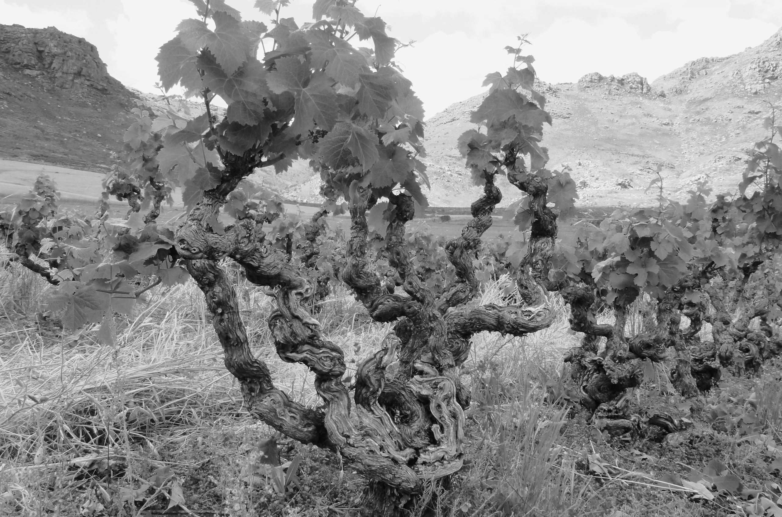 ‘T Voetpad vineyard