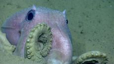 octopus, strange deep-sea creature