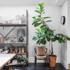 Large fiddle leaf fig in a planter in the corner of a white dining room with black tiled floor