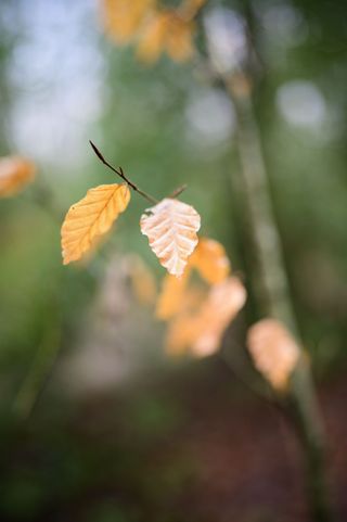 Viltrox AF 35mm F1.2 LAB lens sample gallery: autumn leaves hang on a single branch