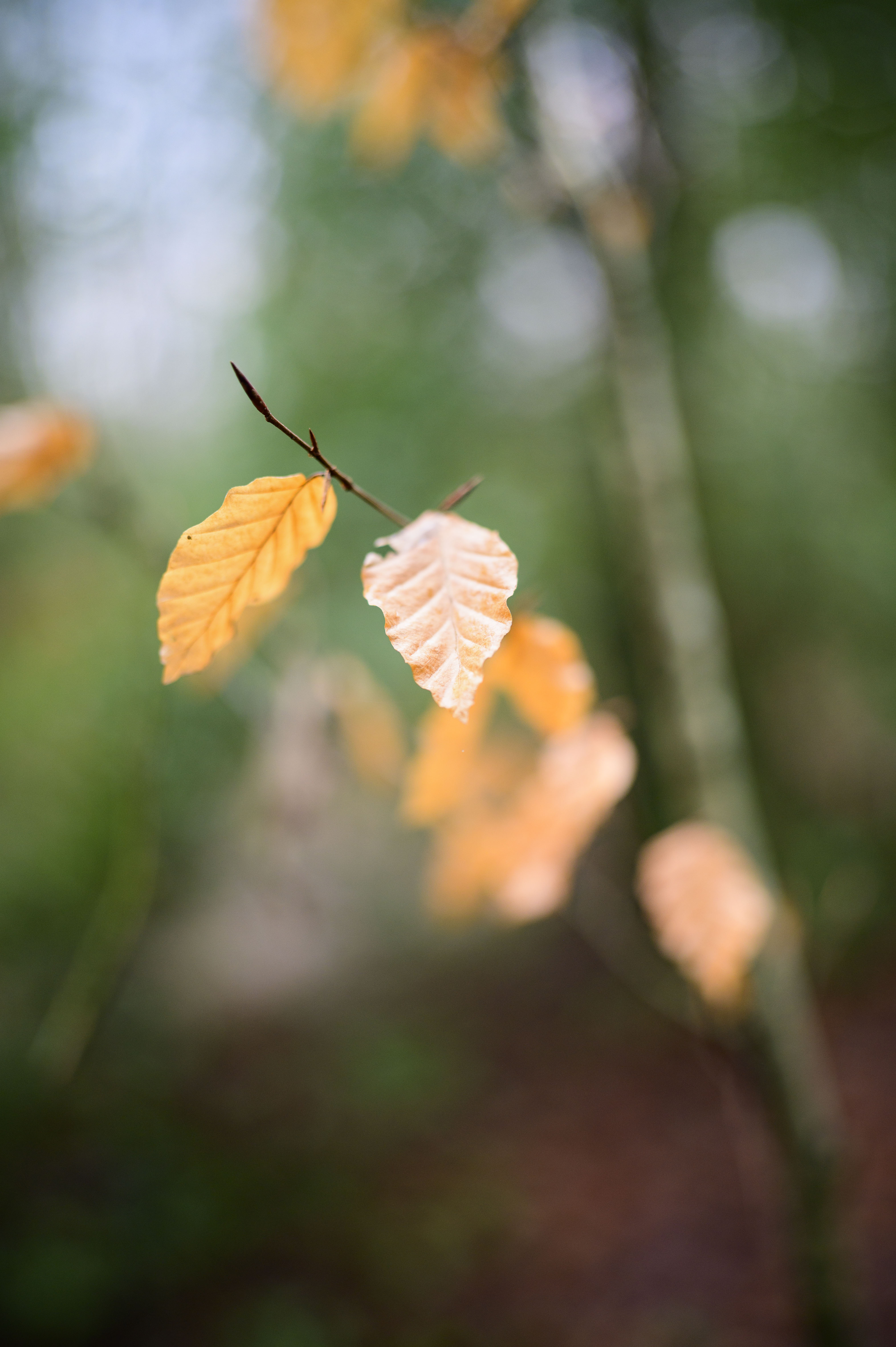 Viltrox AF 35mm F1.2 LAB lens sample gallery: autumn leaves hang on a single branch