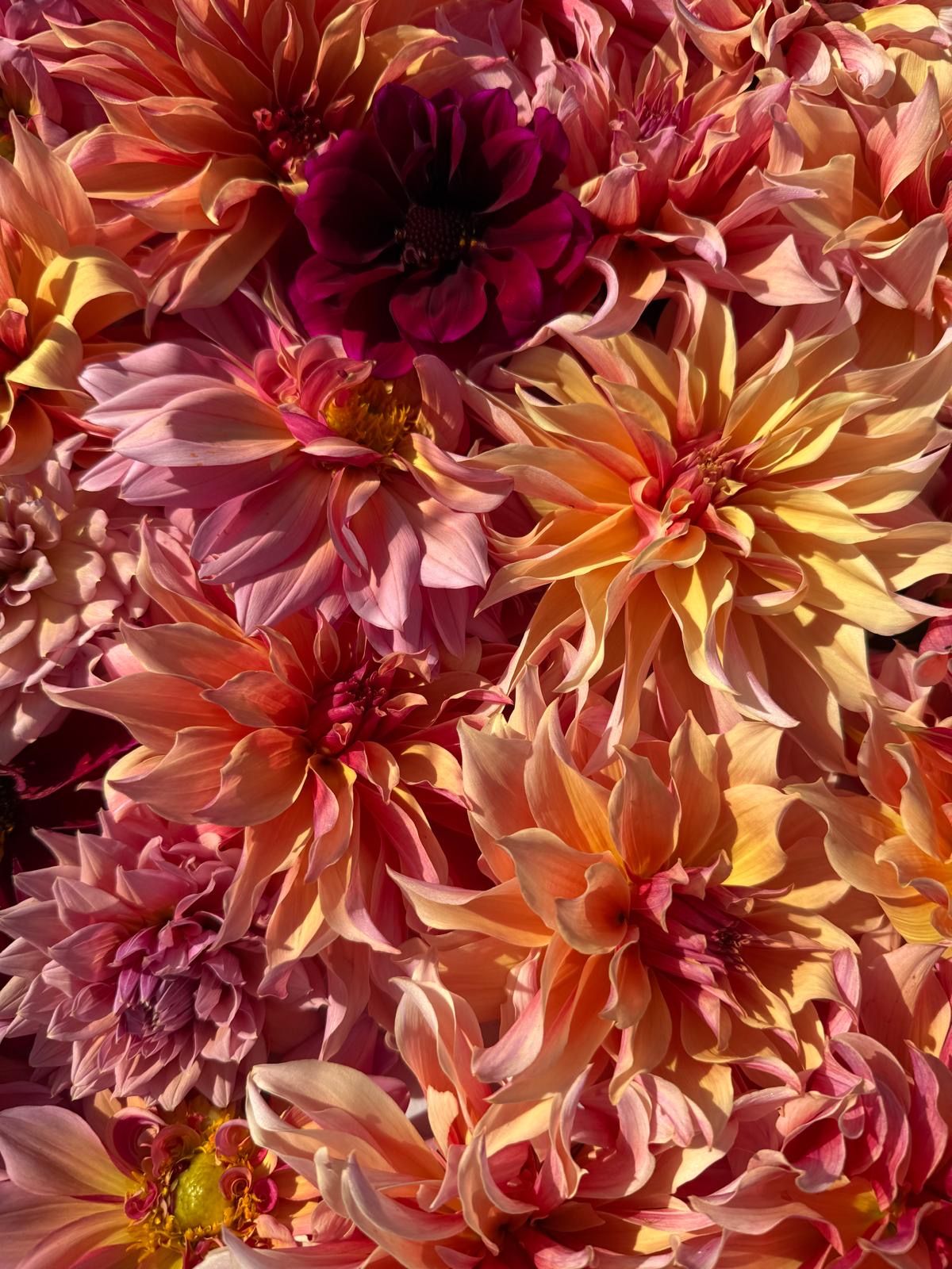 Dahlias growing in flower beds underneath a blue sky