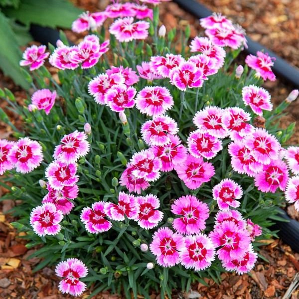 Everbloom&amp;trade; Plum Glory Dianthus