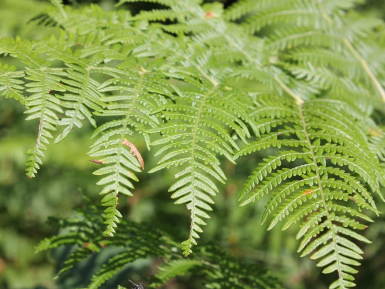 Green Bracken Fern Plant