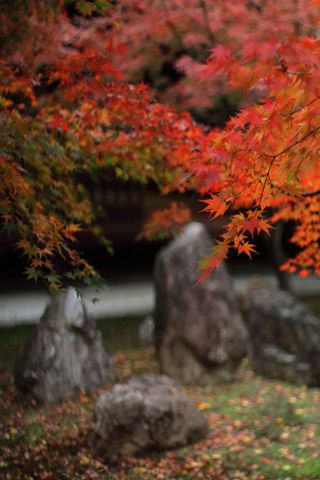Zen garden ideas: red acer over large rock statues in Zen garden