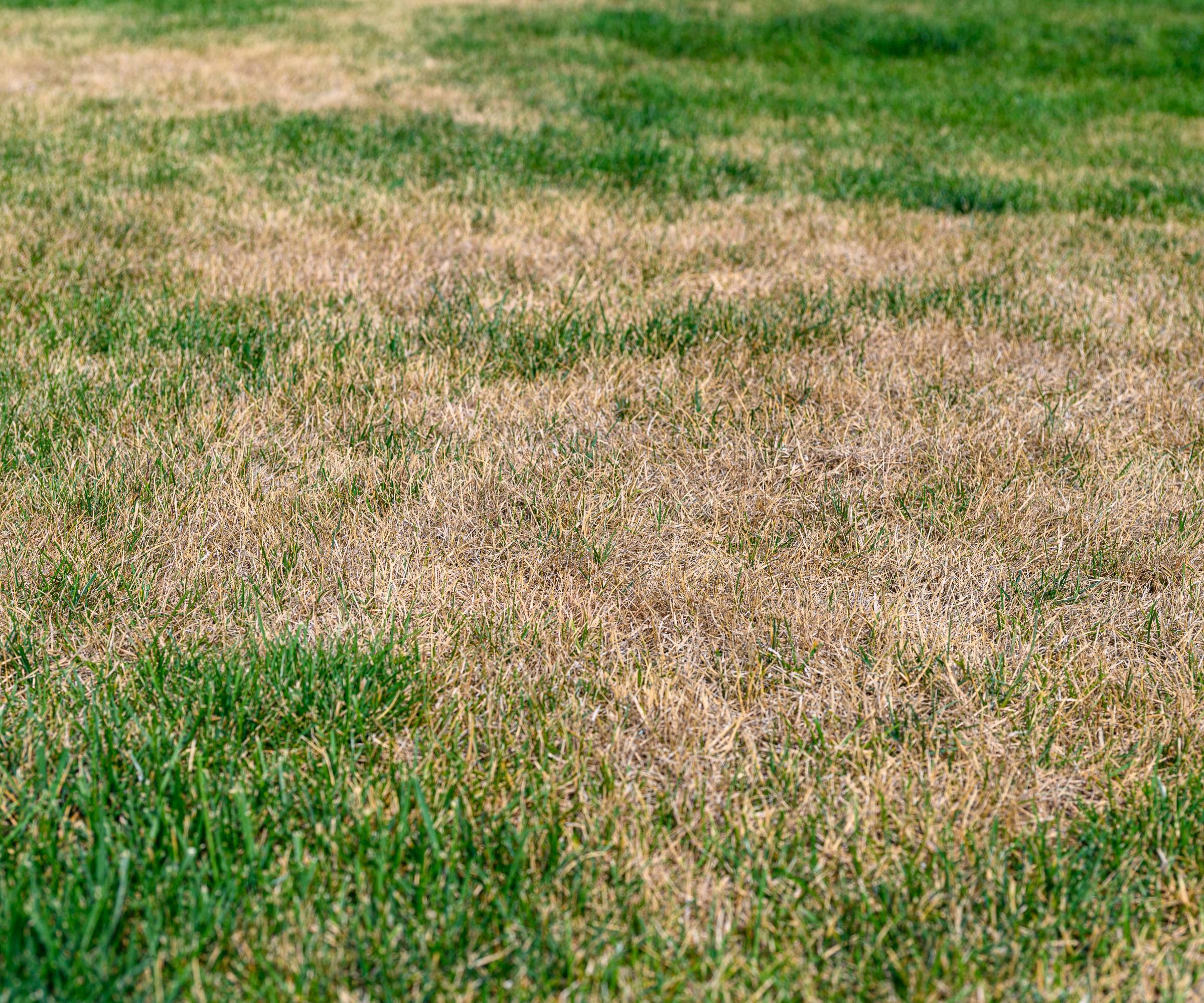 A brown, patchy lawn