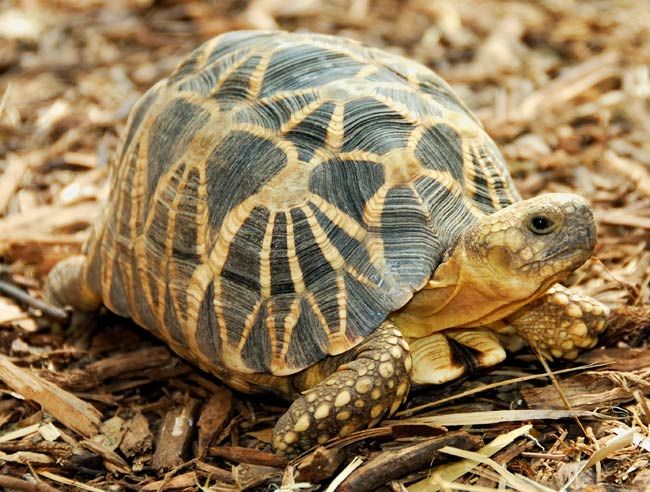 Turtles & Tortoises | Endangered Species | Live Science