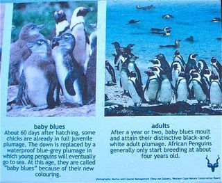 african-penguins-sign2-110304-02