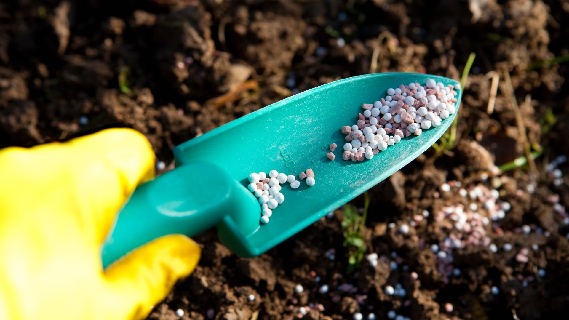 picture of fertiliser on a spade