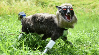 Monster Wolf