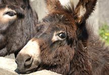 donkeys2.jpg