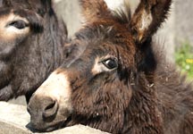 donkeys2.jpg