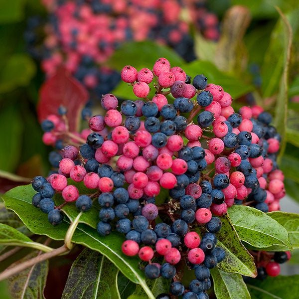 Brandywine&amp;trade; Viburnum
