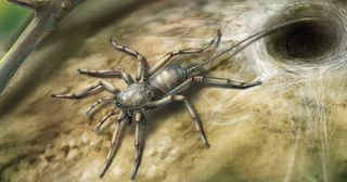 The ancient arachnid likely used its whippy tail as an antenna.