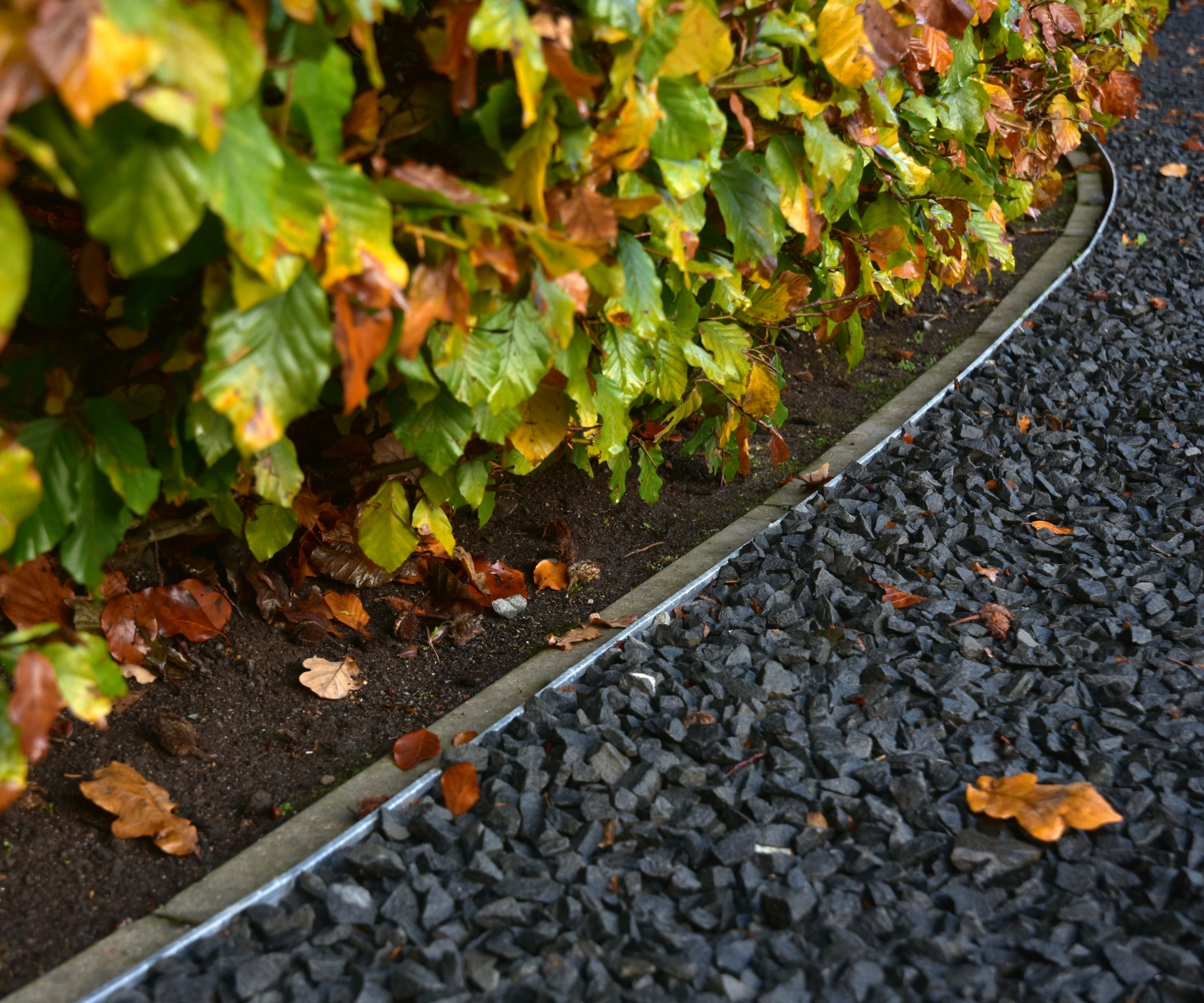 Autumn hedge with orange and green leaves beside a metal edge and dark grey gravel path.