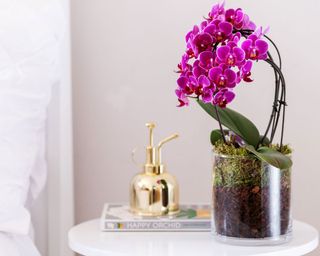 Pink orchid in glass pot and mister on bedside table