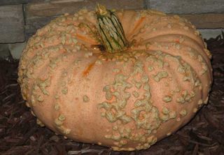 This pink pumpkin is named Galeuse d' eysines, which roughly translates to "embroidered with warts from Eysines," a city in the southwest of France. Covered in beige bumps that resemble peanuts, it also makes for a pretty frightening fall decoration.