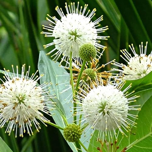 Buttonbush Tree Plant (cephalanthus Occidentalis), 2-3 Ft Tall Live Plant Shrub