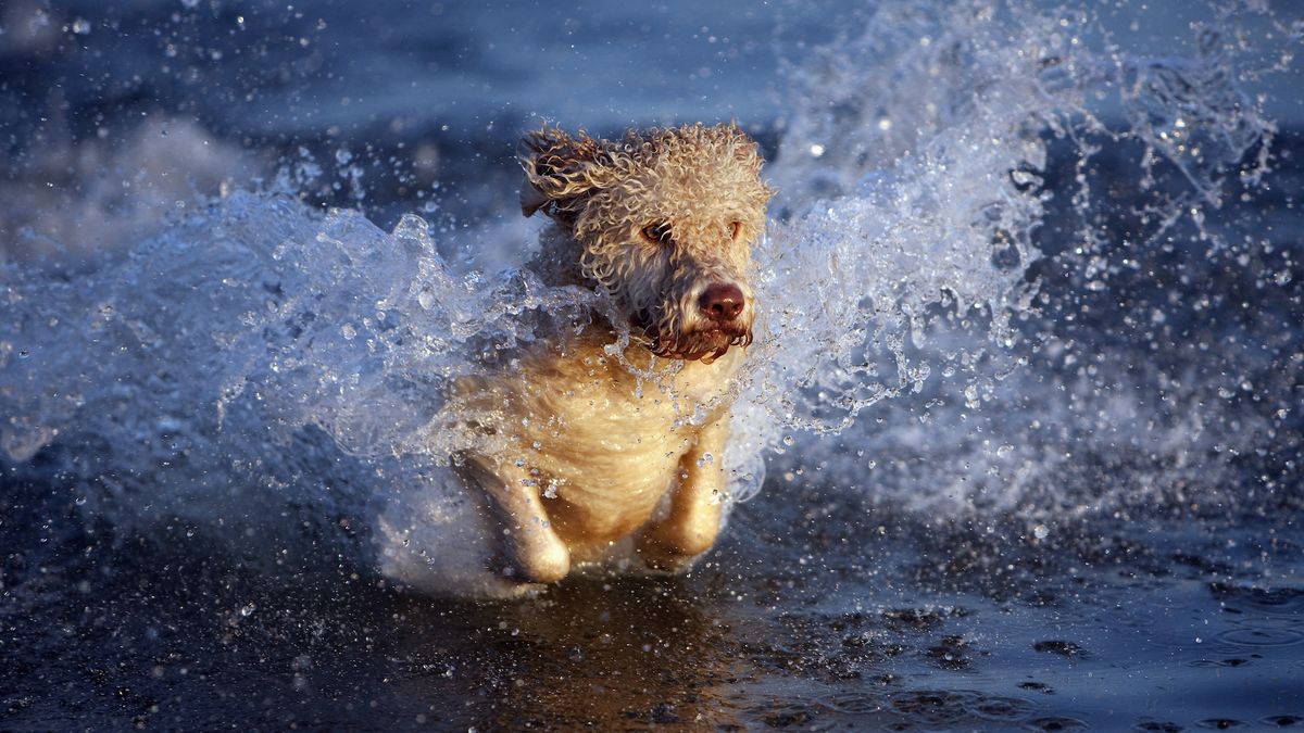 Portuguese water dog splashing in water