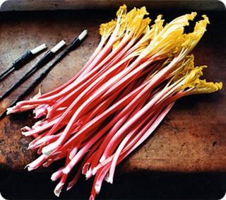 forced rhubarb