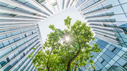 A tree is surrounded by an office building.