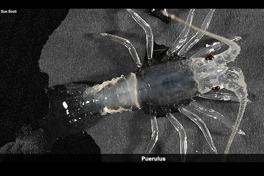 the larvae of a rock lobster