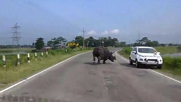 Road-rage rhino charges at cars - watch the video | The Week