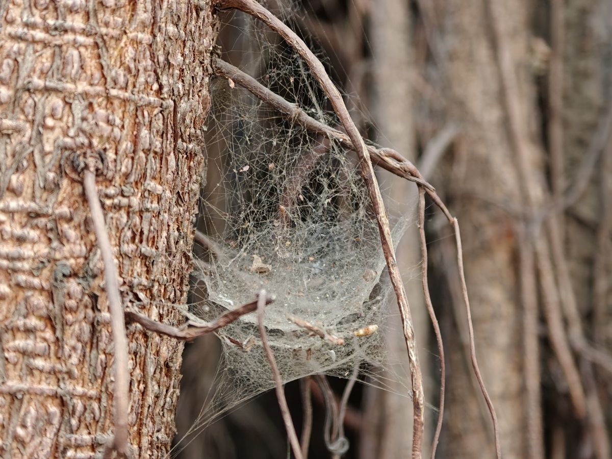 A spider's web shot on the Oppo Find X9 Ultra.