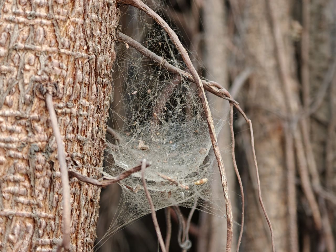 A spider's web shot on the Oppo Find X9 Ultra.